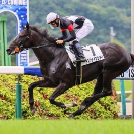 【新居の土曜競馬コラム・バーデンバーデンＣ】