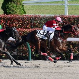 【橘の土曜競馬コラム・博多Ｓ】