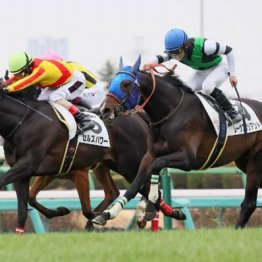 【橘の日曜競馬コラム・函館記念】