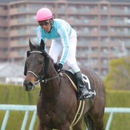 【橘の日曜競馬コラム・函館記念】