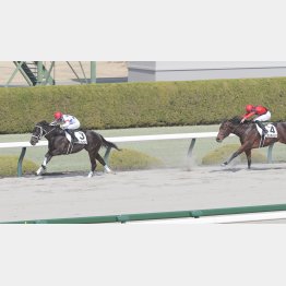 勝羽は前回②着のブリオメンテ推し