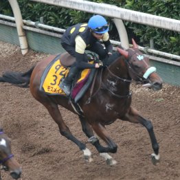 【北九州記念】調教マル得チェック①