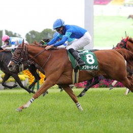 【北九州記念】前走勝ちの穴３銃士！ アブキールベイ、オタルエバー、カリボールのもう一丁がある！？