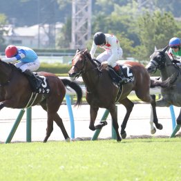 なぜ、今年の小倉は頭数が揃わないのか