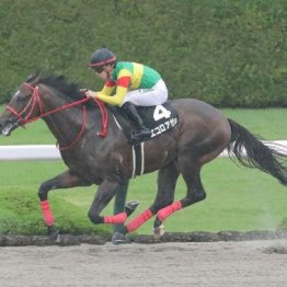 【大谷の土曜競馬コラム・ＴＵＦ杯】