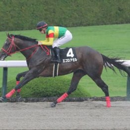 【武田の土曜競馬コラム・ＴＵＦ杯】