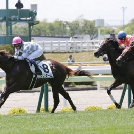 【橘の土曜競馬コラム・ＴＵＦ杯】