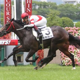 ２１年北九州記念制覇ヨカヨカはサンデーヒルズで繫殖牝馬に