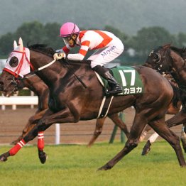 ２１年北九州記念制覇ヨカヨカはサンデーヒルズで繫殖牝馬に