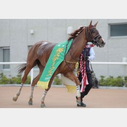 葵S勝ちで53㌔