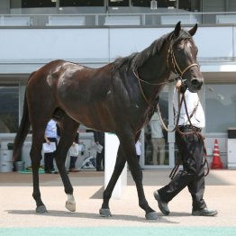 【橘の日曜競馬コラム・北九州記念】