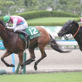 【注目重賞／データで買う・北九州記念】