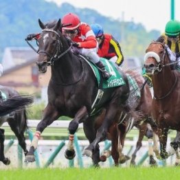 【七夕賞】重賞連勝を狙う４歳シリウスコルトに、６歳ドゥラドーレスなど他世代も虎視眈々