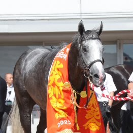北九州記念で狙うべきだったインリアリティの血　２歳戦好調ドレフォン産駒は芝、ダート、距離を問わないオールラウンダーな活躍