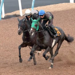【七夕賞】充実シルトホルンが初タイトル目指す