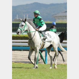 牝馬限定戦で一発がある