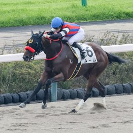 【播磨の土曜競馬コラム・釜山Ｓ】