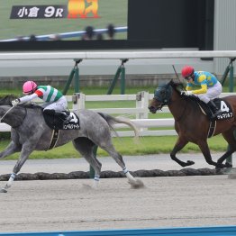 【勝羽の土曜競馬コラム・釜山Ｓ】