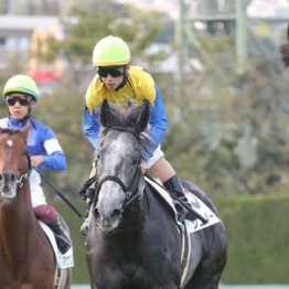 【新居の土曜競馬コラム・会津Ｓ】