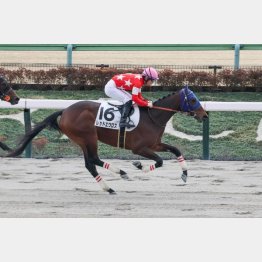 新馬戦をノーステッキで快勝