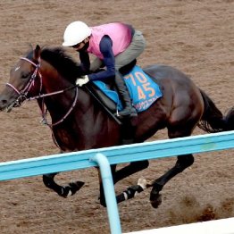 【市川の日曜競馬コラム・七夕賞】