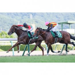 【七夕賞】コスモフリーゲン重賞初挑戦Ｖ