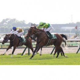 【函館２歳Ｓ】世代最初の重賞にカイショーなどが登録