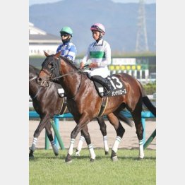 ５歳を迎えて本格化