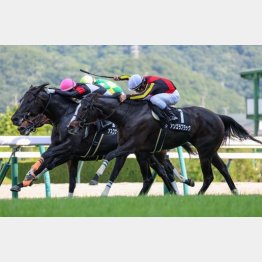①着は開幕週のアンゴラブラックのみ