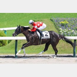 チーク着用で快勝