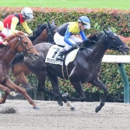 【新居の日曜競馬コラム・福島12Ｒ】