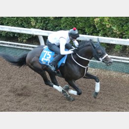 もう一度この馬で勝負