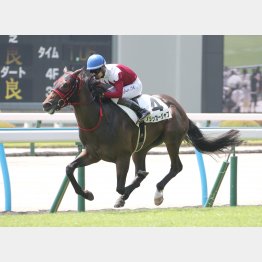 新谷は好記録Vのフリッカージャブ推し
