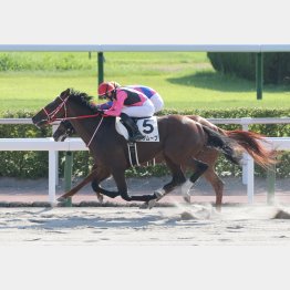 今度は芝で連勝機