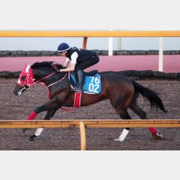 ビダーヤは坂井を背に追い切られた