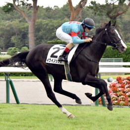 かつてはイクイノックス、リバティアイランドが夏の新潟で新馬勝ち　復帰するルメールが乗るこの２頭に注目
