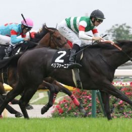 【武田の土曜競馬コラム・新潟日報賞】