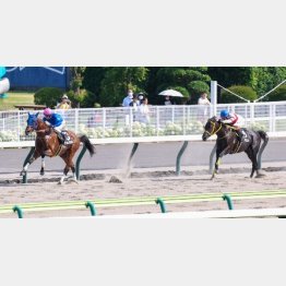 前走は②着に善戦