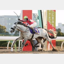 兄は東京大賞典4連覇のオメガパフューム