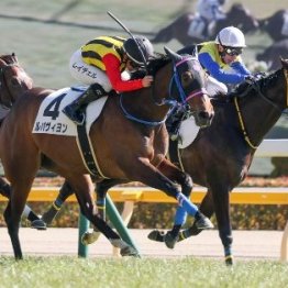 【レスキュー隊の日曜競馬コラム・新潟12Ｒ】