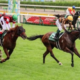【アイビスサマーダッシュ】とにかく牝馬が強いレース