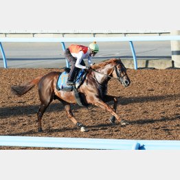 余力十分に1馬身の先着のウイングレイテスト