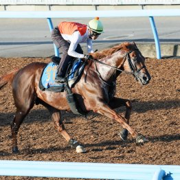 【アイビスＳＤ】美浦では昨年②着ウイングレイテストが好気配