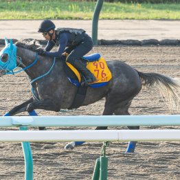 【クイーンＳ】フェアエールング充実一途だ