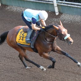 【アイビスＳＤ】「素敵な太ももになった」モズメイメイが千直連覇を狙う