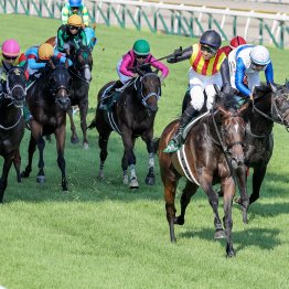 【アイビスＳＤ】データ作戦　今年も牝馬が走る！？
