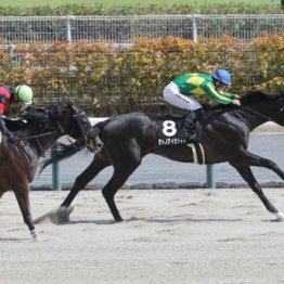 【市川の土曜競馬コラム・柳都Ｓ】