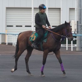 【木津の土曜競馬コラム・札幌５Ｒ】