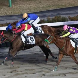 【大谷の土曜競馬コラム・柳都Ｓ】