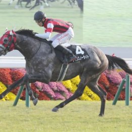 【橘の土曜競馬コラム・豊明Ｓ】